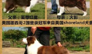 边境牧羊犬是哪国的